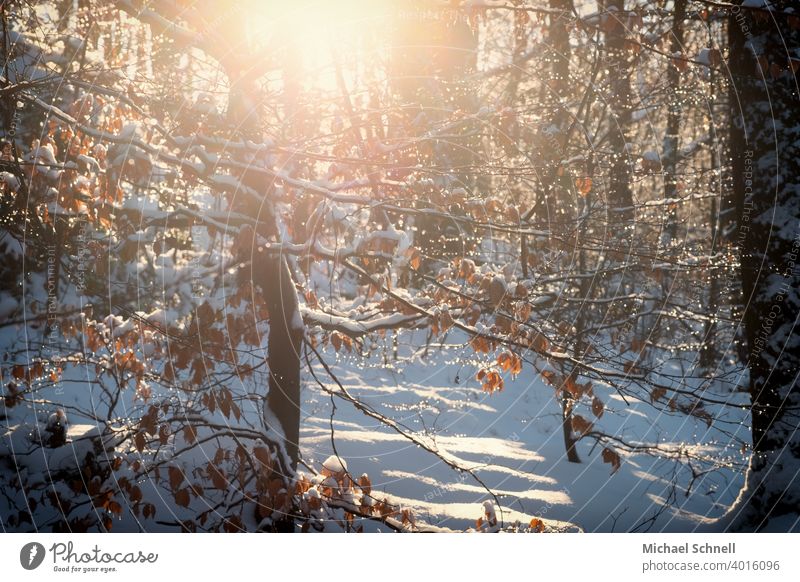Forest sun or sun forest in winter Nature Plant Winter Snow Cold White Landscape Exterior shot Back-light Sunlight
