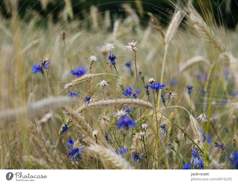 Barley field with flowers Field Summer Grain Nature Cornfield Agricultural crop poppy flower blurriness Cornflower Grain field Barleyfield Agriculture