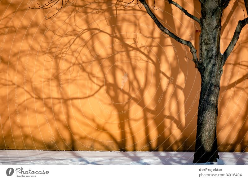 Trees cast shadows on wall in winter II Winter sun Winter mood Winter vacation Snow Esthetic Uniqueness Deep depth of field Central perspective Exceptional