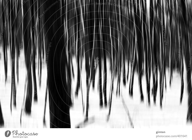 Winter forest abstract Environment Nature Landscape Plant Elements Snow Tree Forest Dark Bright Cold Natural Black White Symmetry Black & white photo