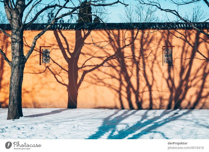 Trees cast shadows on wall in winter 1 Winter sun Winter mood Winter vacation Snow Esthetic Uniqueness Deep depth of field Central perspective Exceptional