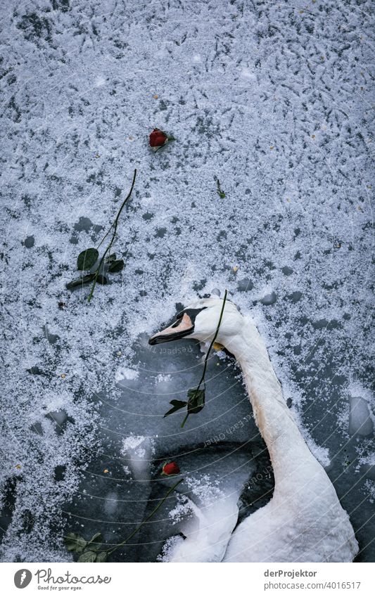 Dead swan on ice with roses III birdwatching Bird's-eye view Capital city Swan Winter mood chill Ice Landwehrkanal Channel Shadow Contrast Gloomy