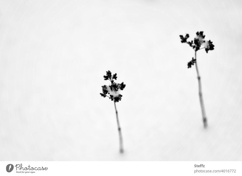 two small plants in the snow onset of winter cold snap Snow Winter Silence February tranquillity Winter's day Snow layer snow-covered Gloomy bleak Cold silent