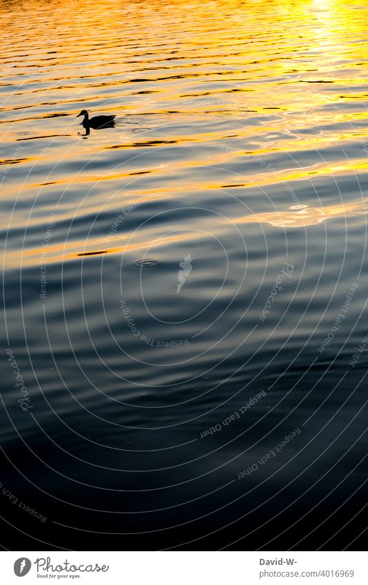 Silhouette of a duck swimming on the water at sunset Sunset Water Lake Duck be afloat Pattern Art Artistic Painting and drawing (object) Animal Movement Ocean