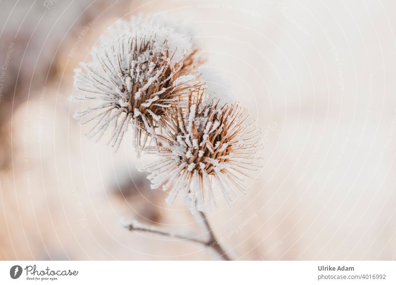Hoarfrost on faded thistles hoar frost Winter Snow Faded Grief mourning card Ice Cold Thistle Frost Nature Plant Exterior shot Colour photo Deserted White