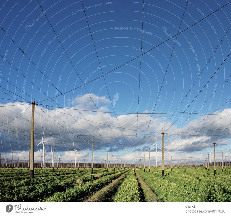 hop and malt lost Hop hop field Agriculture Colour photo Exterior shot Green Nature Plant Agricultural crop Landscape Sky Environment Summer Growth Wire mast