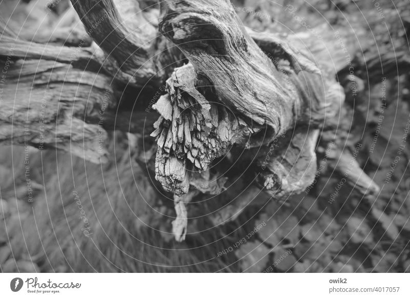 Old root Black & white photo Root Nature Environment naturally Deserted Structures and shapes Detail Close-up Wood Exterior shot Plant Abstract Pattern Tree