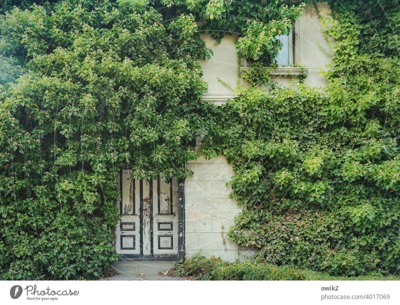 Natural House (Residential Structure) Zingst Wall (barrier) Wall (building) Hedge Wild plant Plant Wall cladding Ivy Nature Facade Window door Growth Creepy