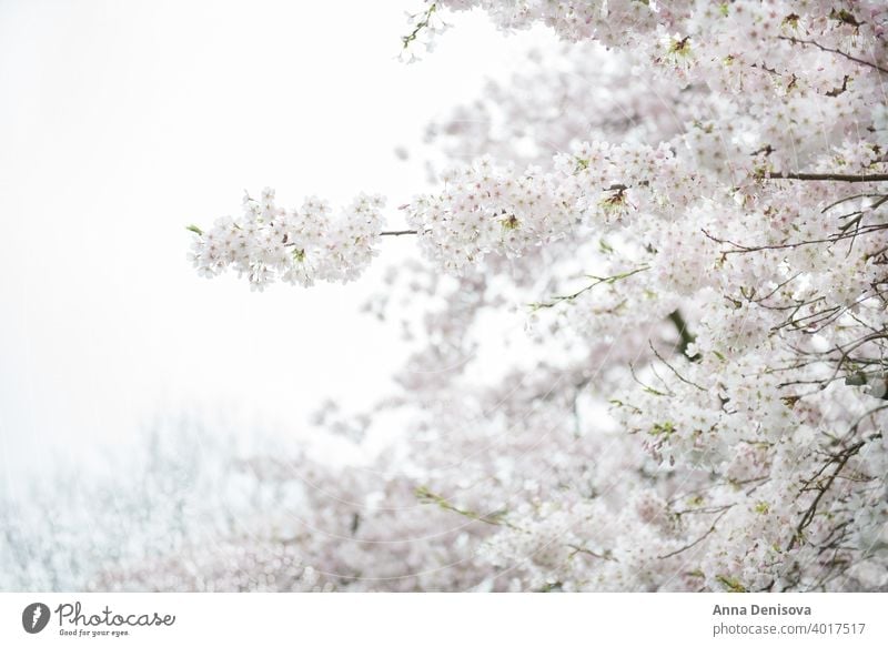 White Blossom Cherry Tree during Spring Season sakura blossom cherry tree spring background flower pink nature white garden season blooming isolated park branch