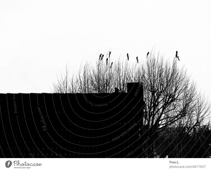 Magpie Conference Sky Raven Bird Wild bird monogamous Couple Tree Nature Animal Roof roofs Winter