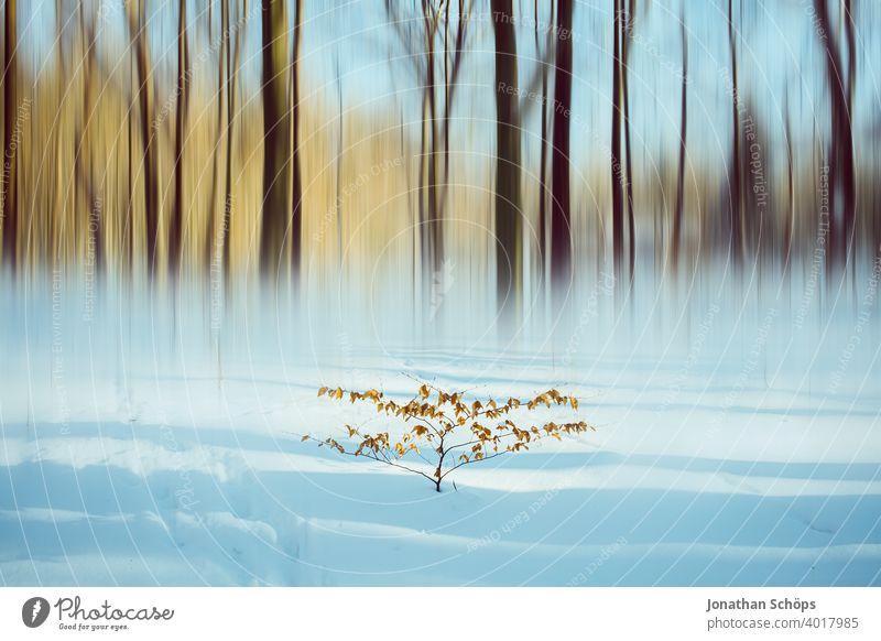 Bush in snow in front of winter forest with motion blur leaves February Season Pattern Shadow Snow Forest Winter Winter forest Abstract experimental Cold