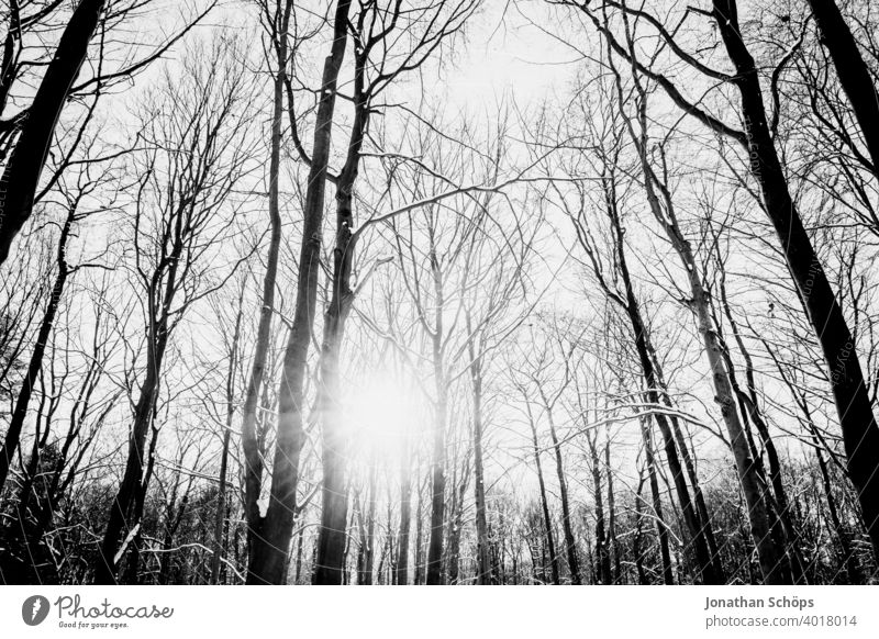 Winter forest with sun black and white wide angle frog perspective trees February Worm's-eye view Back-light Sky Season Snow Forest Cold upstairs