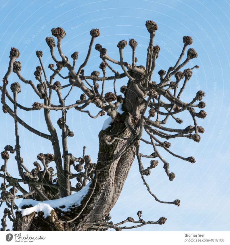 pruned tree with ball ends in winter Tree Sky Blue Clouds Winter pruning Tree scars Snow Branch