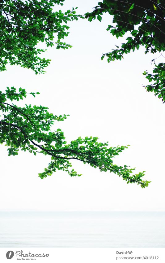 Branches with leaves make a pattern - sea in the background Tree Ocean Twigs and branches Pattern Nature shape Environment Placeholder Copy Space Plant