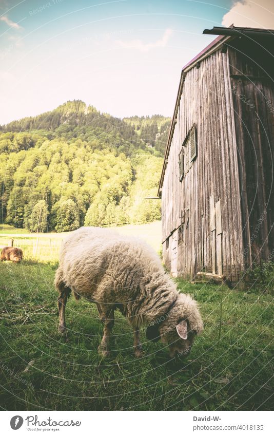 Vacation in the mountains - sheep standing on the meadow eating grass vacation Rural To feed Mountain Vacation mood Meadow Nature Landscape Alps Wooden hut