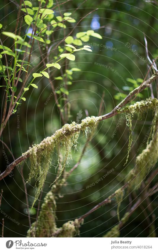 Moss hanging off branches in a forest; dappled light moss drape fuzzy green lush twig pacific northwest Oregon Oregon coast bokeh delicate naure natural