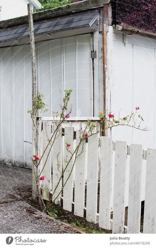 Worn white wood garage and picket fence with pink rose bush leaning against it grow trellis sidewalk shed old worn chip rust repair repaint diy homeowner help