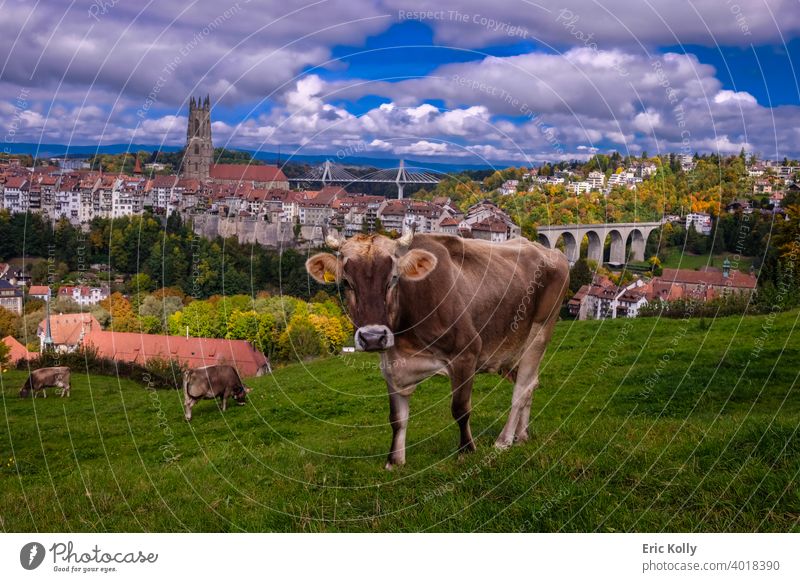 Group of beautiful cows grazing in a meadow with the city of Fribourg and the Saint-Nicolas cathedral in the background, shot in Fribourg, Switzerland