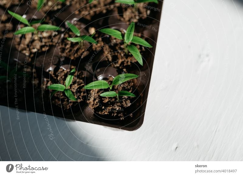 Plant growth on the soil. Early seedling, grown from seeds in boxes at home on the windowsill. The concept of preparing for the planting season in agriculture. Tomato seedlings on the windowsill.