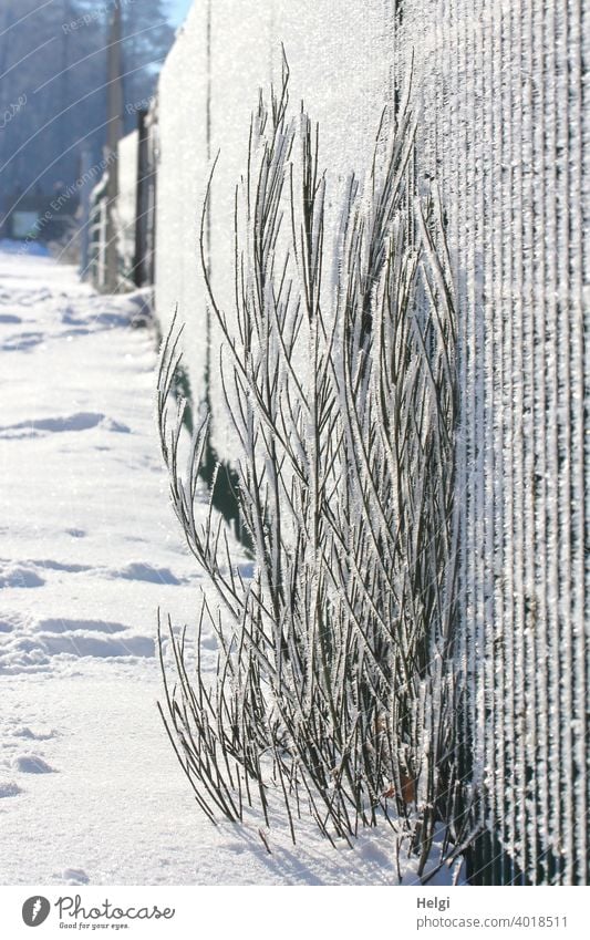Plant on fence covered with hoarfrost in back light Hoar frost Winter chill ice crystals Grass Fence Frost Cold Frozen Nature Freeze Ice Winter mood