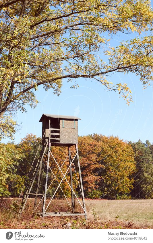 Deer hunting pulpit at the edge of a forest and field in autumn. deer stand nature blind hide wood no people elevated tree fall landscape season sky day sunny