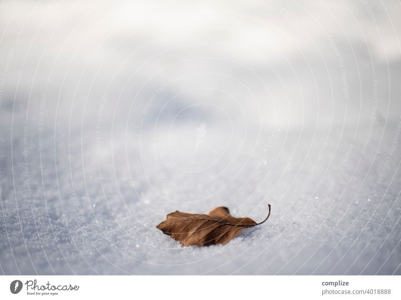 Lonely brown autumn leaf on snow Powder snow Snow Winter Frost White background Autumn Brown Loneliness by oneself glossy Sunlight Nature