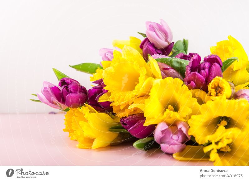 Beautiful Bunch of Tulips and yellow Daffodils on the Pink Backg tulip day bunch daffodil flower bouquet purple pink peony nature spring green mothers day