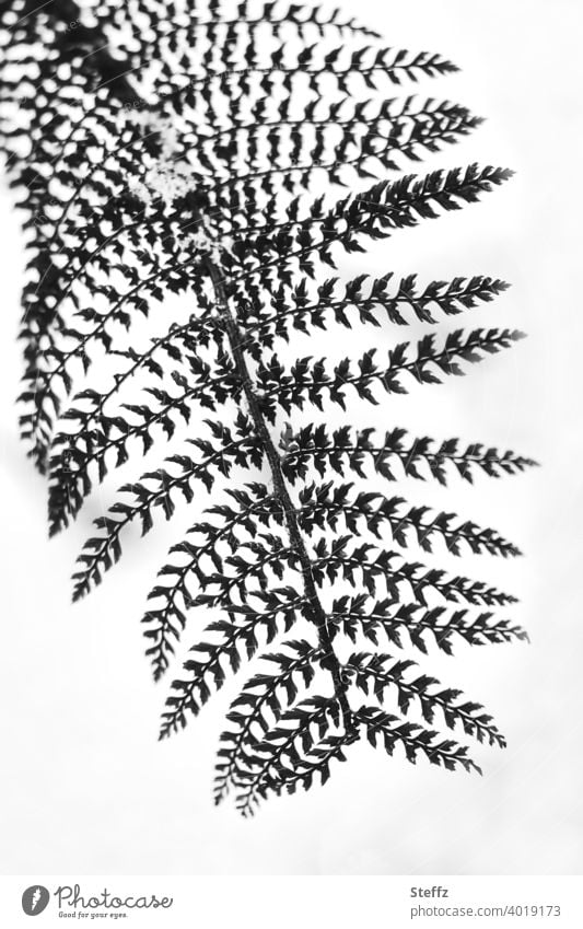 a fern in the snow Fern Snow Snow layer snow-covered Farnsheets winter cold chill Cold snowflakes onset of winter natural forms shape Weather natural pattern