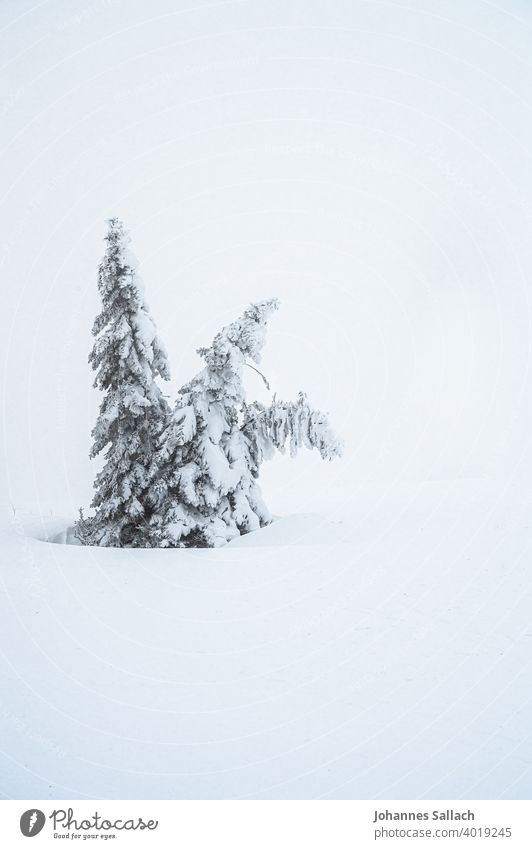 Tree in winter Snow Black Forest mountain Winter Gale Lonely Minimalistic Europe Loneliness Winter mood Frost Snow layer Landscape Cold Nature Exterior shot