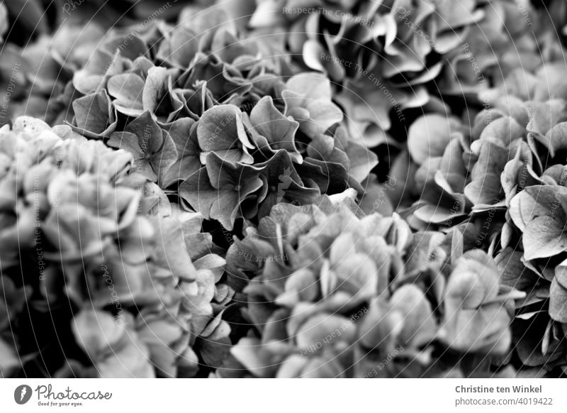 Hydrangea flowers in black - white blossoms Hydrangea Love Beauty in nature Background picture Enchanting pretty Favorite flower Exterior shot
