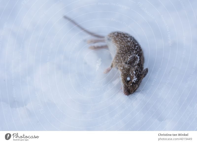 From the mouse Animal - a Royalty Free Stock Photo from Photocase
