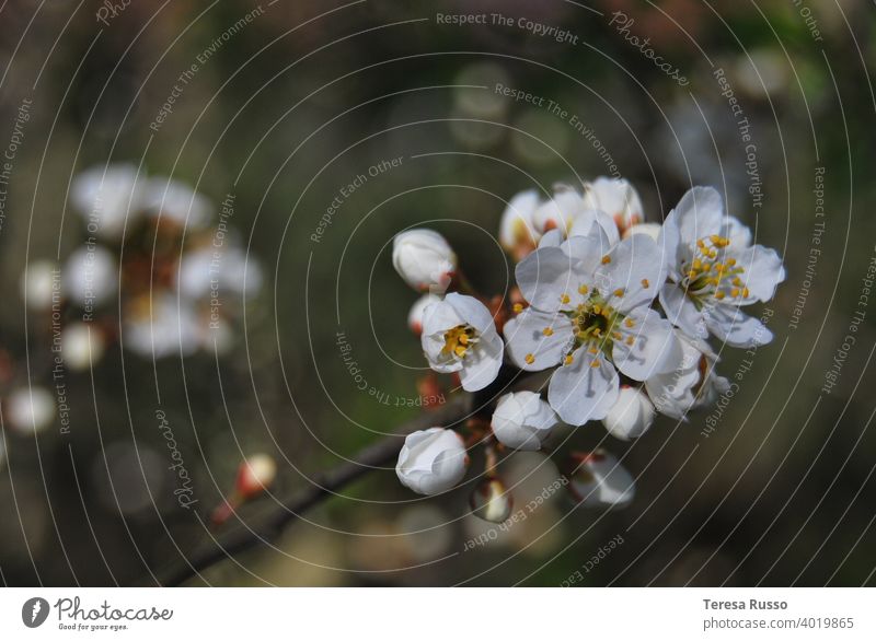 White Spring Blossoms against a dark background Apple blossom Nature Twig Blossoming Green Exterior shot Shallow depth of field Detail Colour photo Close-up