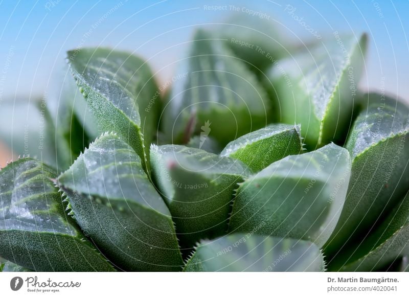 Haworthia magnifica from South Africa succulent variety acuminata near Gouritz river rosette