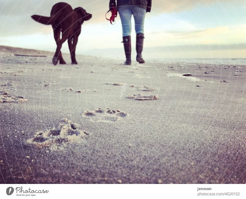 Beach walk with dog Dog Labrador Labrador retriever Brown Walk on the beach Pawprint Tracks traces in the sand leave traces North Sea North Sea coast Sand Woman