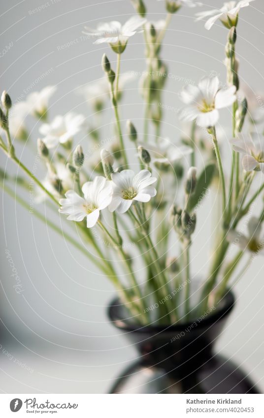 White Flowers In Vase Closeup Floral vase window object Seasonal indoor home house copy space Natural decor decoration decorative glass Green Color interior