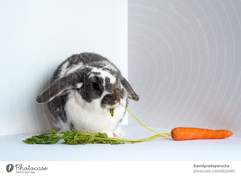Domestic rabbit eating fresh carrot bunny pet animal cute domestic spot adorable fauna fluff little hare sweet food feed vegetable minimal nature simple