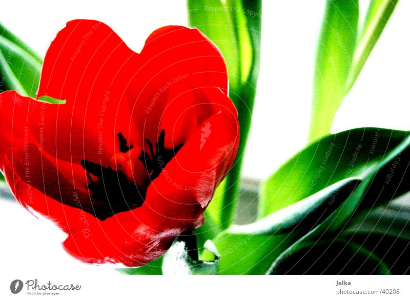 tulip Spring Flower Tulip Green Red Botany Colour photo Detail Deserted Copy Space right
