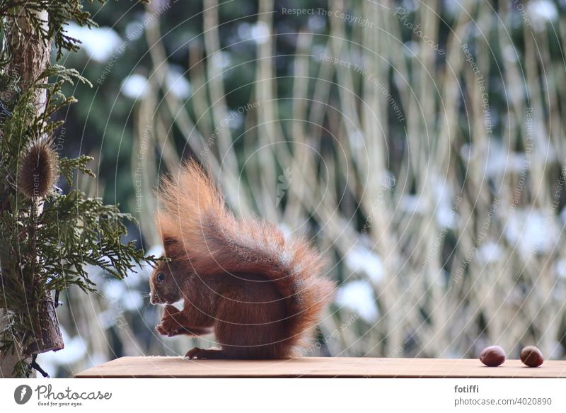 Squirrel grabs nut on balcony Animal fauna Feed Foraging Environment animal world Exterior shot Nature Mammal fluffy Cute rodent To feed Small Wild animal