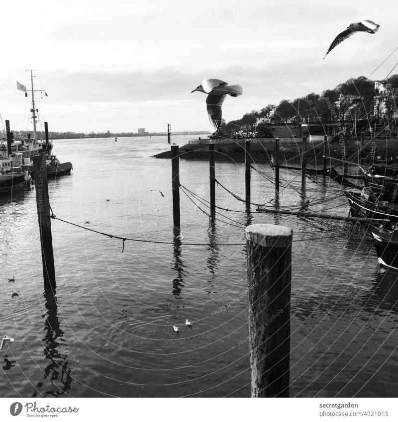 Watch out, birds of a feather! Bird Elbe Hamburg Harbour Jetty Port of Hamburg River Black & white photo Water Navigation Deserted Watercraft Transport