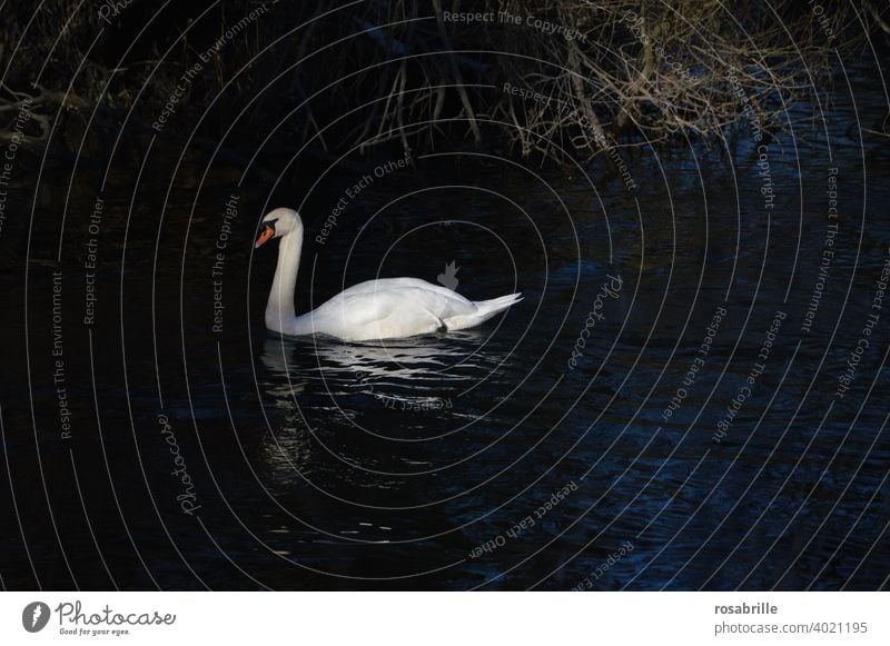 one swan does not make a summer Swan Lake Brook Water be afloat Dark Illuminated Bird Reflection Nature Float in the water Pond Swimming & Bathing Animal