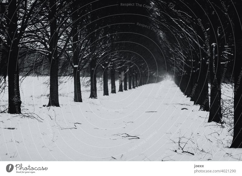 Avenue of trees, snow covered ground, black and white Tree Dark Gray Black Snow off White branches Far-off places Fog melancholy Perspective Direct chill