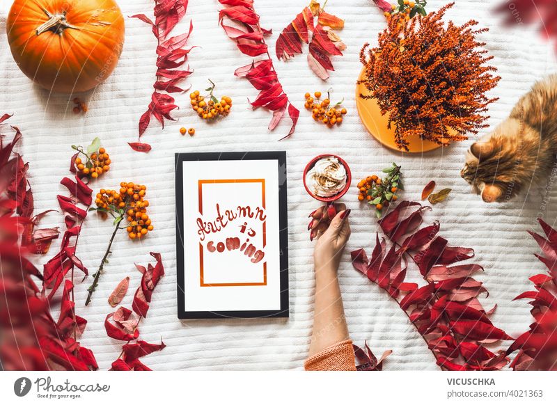 Autumn beauty concept. Flat lay composing with women hand holding red cup with hot chocolate, ginger cat, autumn leaves and pumpkin, black tablet PC with white screen. Hygge style. Cozy . Top view