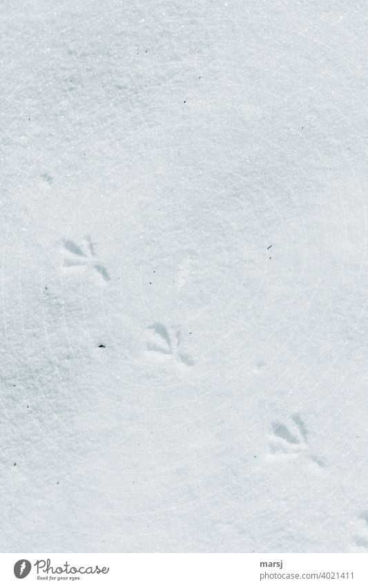 Deepening. 3 Footprints of a bird on white snow in rank and file bird tracks Snow White Tracks Tracking Animal tracks Frost Cold Snow track