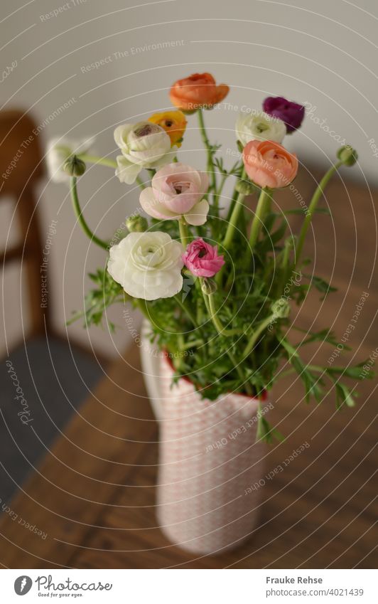 Bouquet of ranunculus in a red and white jug standing on a wooden table. Next to it a part of a chair can be seen. Spring flowers Ostrich Ranunculus in the jug