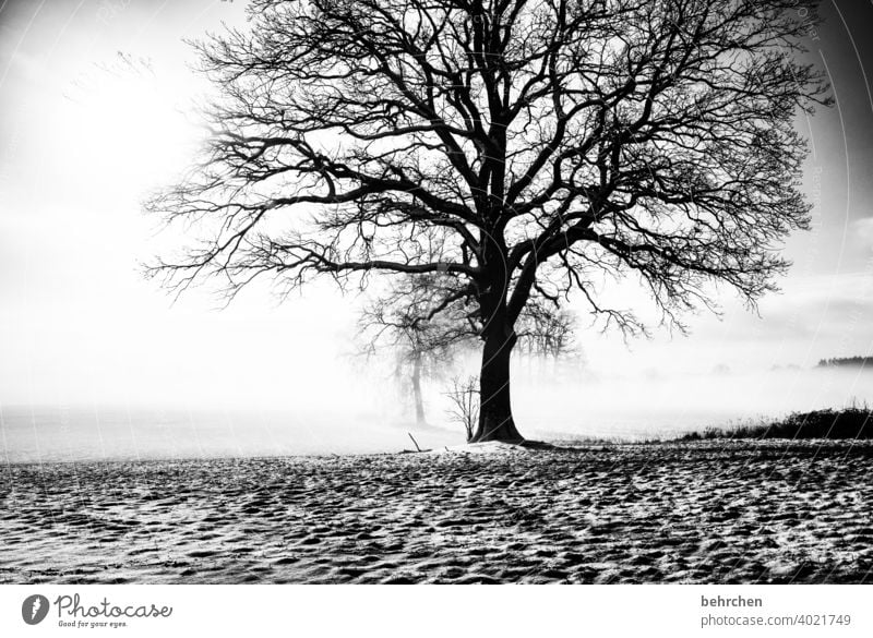 Rooted Tree trunk Branches and twigs Mystic Climate Gorgeous Dream Black & white photo Mysterious Fog Enchanted forest pretty Dreamily idyllically Snow layer