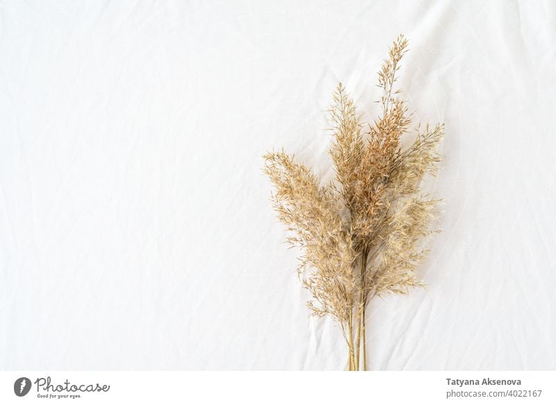 Dry reeds pampas grass background dry beige straw decor abstract flower leaf floral bouquet plant minimal