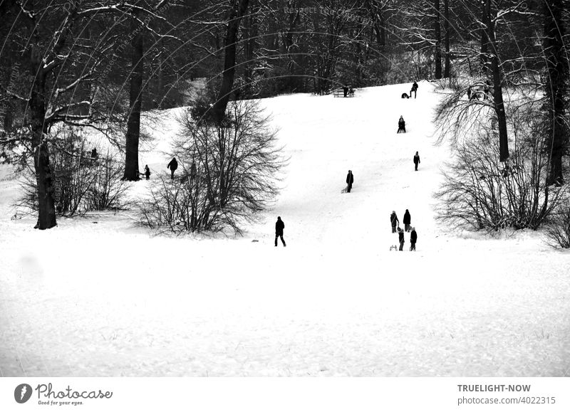 Sledding, tobogganing fun in the park on the Babelsberg. It is already late afternoon, most have already gone home, only a few tireless share the cold white of the snow with the bare bushes and trees.