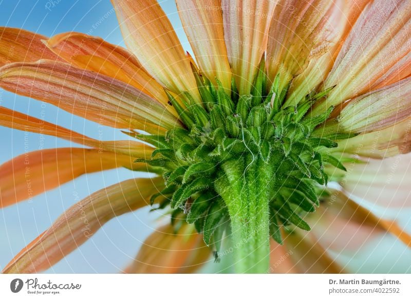 Echinacea purpurea from below, orange strain cultivar flower seleccion detail flowerhead Compositae Asteraceae