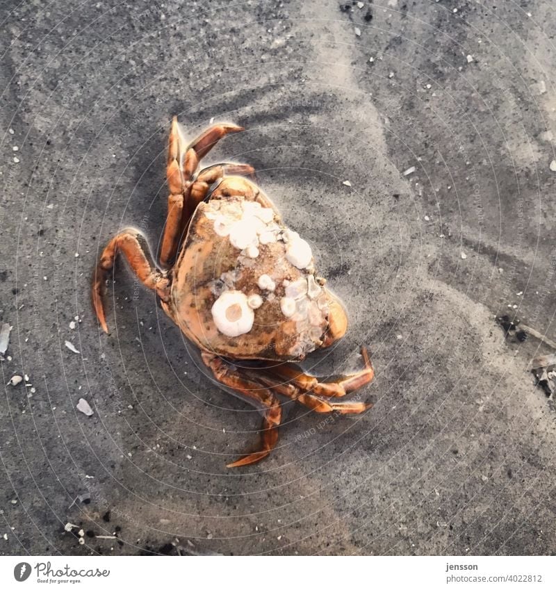 Beach crab with pox on the shell beach crab Shellfish Sand Walk on the beach Nature Ocean coast Animal North Sea Mud flats Wet Mussel sandy Environment Brown