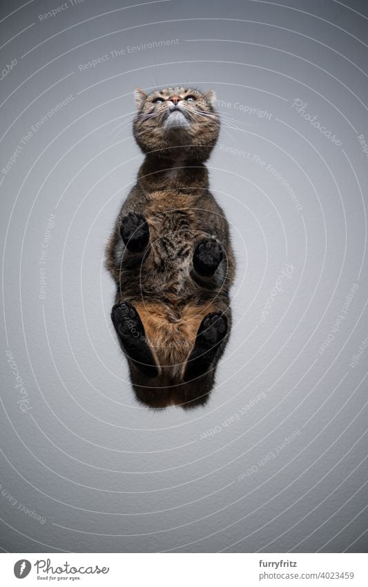 tabby cat bottom view on glass table with copy space directly below invisible gray white shorthair cat brown paws standing sitting funny symmetry fur feline
